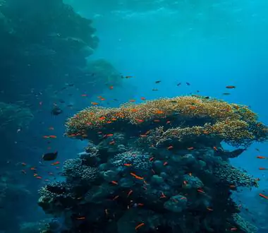 Underwater photography of coral reef underwater.

