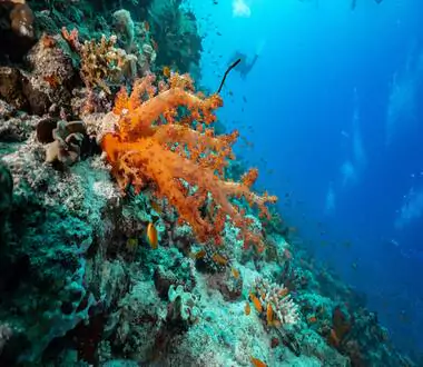 Orange coral in a reef.
