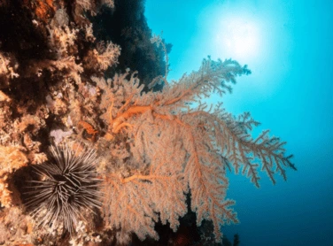 Linosutan Coral Gardens in Talicud, Samal Island.