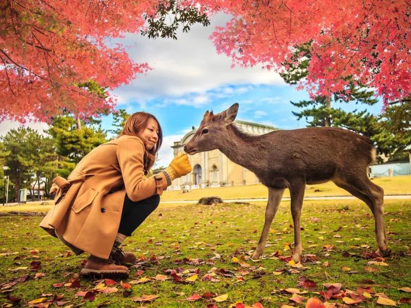 A woman feeds a deer in a colorful autumn park
