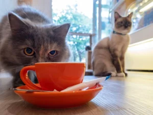 Two cats near an orange cup in a cat café
