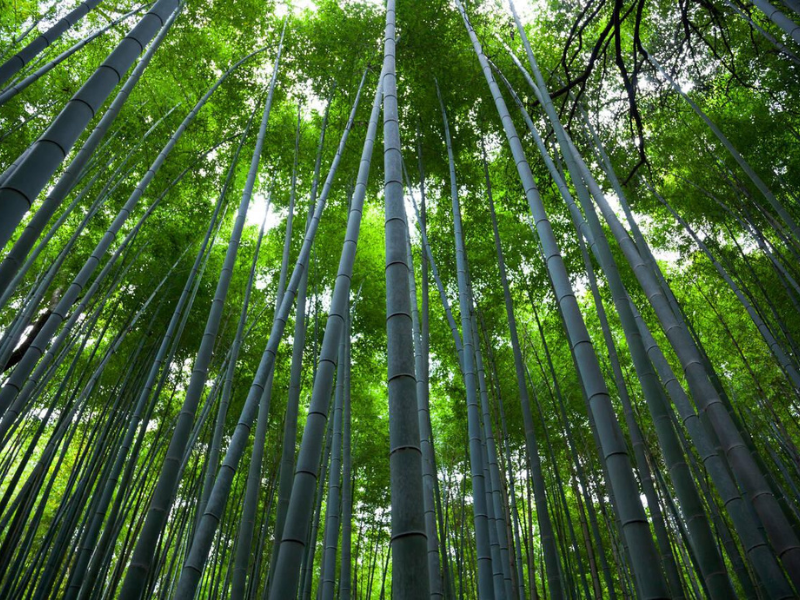 A stunning upward view of a dense green bamboo forest