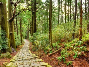Stone pathway leading through dense forest along the Kumano Kodo trail