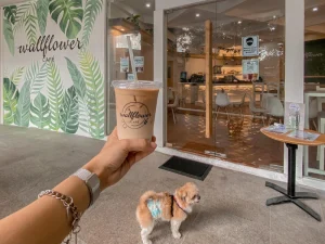A hand holding a cup of iced coffee with the Wallflower Café logo in front of a pet-friendly cafe entrance. A small dog wearing a diaper stands nearby on the pavement.