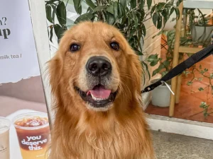 Happy golden retriever sitting outside Wallflower Cafe with leash