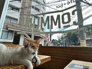 A ginger and white cat lounging by the window inside Commune Café, with the café's logo reflected in the glass behind it