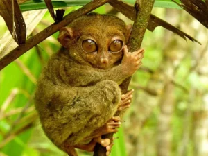 A close-up of a Philippine tarsier, a tiny primate with large round eyes, clinging to a tree branch in a dense jungle, peeking curiously