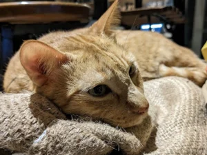 A close-up of a relaxed ginger cat lying on a burlap-covered cushion inside Commune Café, looking sleepy