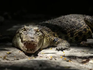A crocodile rests on the ground, illuminated by sunlight