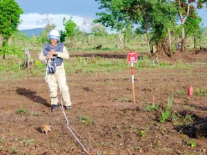 A deminer guiding a trained rat to detect landmines in a marked field
