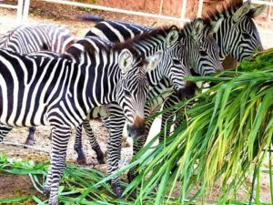 Feeding Zebras - Travelpreneur A group of zebras at Zoobic Safari eating fresh green leaves in a lively and natural setting
