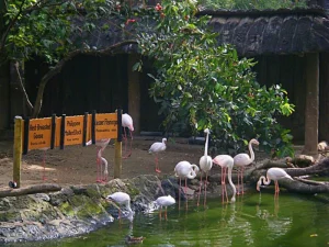 Flamingo Pond - Travelpreneur A group of flamingos gathers near a serene pond at Avilon Zoo, surrounded by educational signs about various bird species
