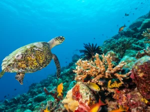 A vibrant underwater scene featuring a sea turtle swimming among colorful coral reefs and bright tropical fish in the clear blue waters of the Philippines