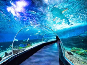 Transparent tunnel surrounded by swimming sharks and vibrant sea life