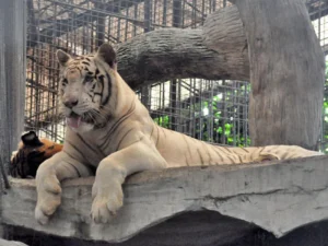 White Tiger - Travelpreneur A majestic white tiger rests gracefully on a stone platform inside a naturalistic enclosure at Avilon Zoo