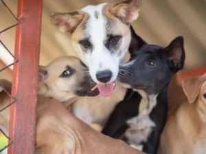 Happy Shelter Pups - Travelpreneur Group of friendly dogs interacting inside a fenced animal shelter