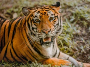 Close-up of a Bengal tiger resting on grass, looking alert