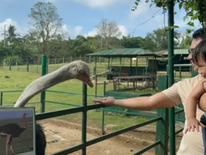 Man and child feeding an ostrich at an animal farm