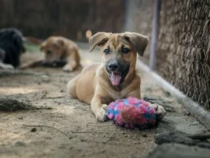 Puppy Playtime Fun - Travelpreneur Happy brown puppy playing with a pink stuffed toy outdoors