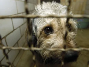 Wet dog behind metal cage in an animal shelter