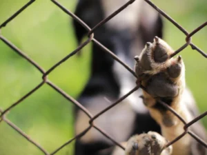 Dog's paw on a metal fence, expressing a silent plea