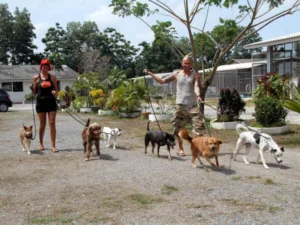 Dog Walk Volunteers - Travelpreneur Two volunteers walking rescued dogs in a shelter environment