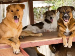 Happy Rescue Dogs - Travelpreneur Three rescued dogs relaxing on a wooden platform at shelter