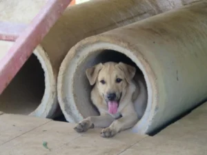 Playful Pup Tunnel - Travelpreneur Dog relaxing inside a concrete pipe at a shelter