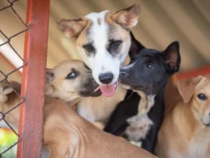 Puppy Pals - Travelpreneur Group of puppies playing together in a shelter enclosure
