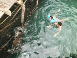 Swimming With Rays - Travelpreneur Children swim near a stingray in an enclosed lagoon