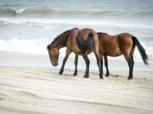 Two wild horses walking along the beach near ocean waves