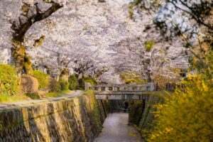 A beautiful wide shot of the philosopher's path and the iconic koi brigde.
