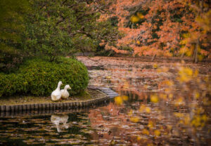 Ryoanji temple Garden Lake and 2 ducks resting on the edge