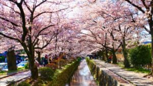 a beautiful cherry blossom trees at the philosophers path