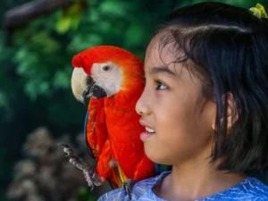 Girl with bright red parrot perched gently on shoulder
