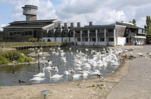 13 Slimbridge Wetland Centre - Travelpreneur Slimbridge Wetland Centre and lake full of birds