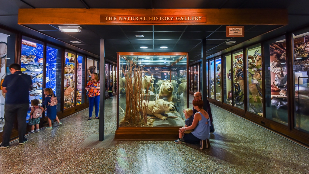 Norwich Castle Museum with visitor admiring the exhibit