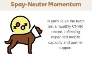 Infographic illustrates spay-neuter momentum, highlighting 2024 CNVR record and expanded mobile partner capacity across Thailand